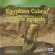 Egyptian Cobra / Cobra egipcia