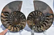 Fossil PAIR Ammonite w/ Crystals XXXLRG 8.6" 110 million years old 221mm 3265xx
