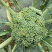 Broccoli - Ramoso Santana seeds