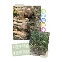 在飛比找蝦皮購物優惠-［BS shop.］免運-雲林蒜頭/北港蒜頭/水林蒜頭