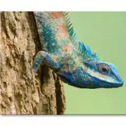 Lue Lizard with Big Eyes Closeup Print 100% Australian Made 150 x 100cm (Stretched)