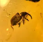 A101 BU1388 Rare Weevil and rare Winged Mayfly in Burmese Amber Myanmar 99mya
