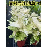 在飛比找蝦皮購物優惠-霏霏園藝  青蘋果粗肋草5寸380元