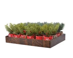 荷蘭 Kaemingk 盆栽聖誕樹/ 聖誕紅與麻布棕/ 17公分高/ 隨機出貨