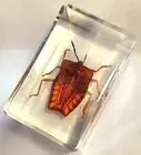 43mm Real Litchi Stink Bug in Clear Lucite Resin Science Education Specimen