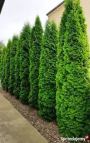 Thuja occidentalis 'Smaragd' 300 seeds!