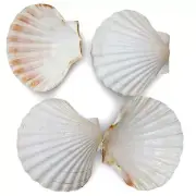 White Scallop Shells Beach Shells For Crafts Art Decor Natural Sea Shell 20 pcs