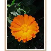 Galrie Bright Orange Marigold Flower Art Photography Print - Vibrant Botanical Decor, Wood Frame, A1 60 x 84cm (23 x 33inch)