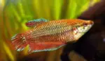 Female Betta Fish 3.5cm