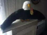 14" Folkmanis Bald Eagle Hand Puppet Plush, 29" Wingspan - New w/ Tag