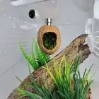 Walnut Hide | Jumping Spider Hide