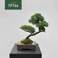 在飛比找蝦皮購物優惠-【Tanaka Bonsai】TP766 紀州真柏/鐵柏盆景