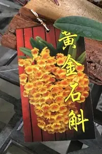 在飛比找Yahoo!奇摩拍賣優惠-花花世界_季節花卉--黃金石斛蘭(樹皮板/上板)，金黃的色彩