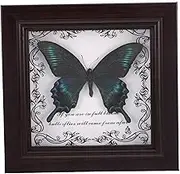 Unique Butterfly Frame with Real Specimen for Home Decor European Inspired Shadow Box Art for Collector Display Effortless Setup DIY Vintage Accent for Desks and Shelves