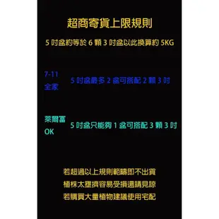 ☆萬花叢★觀葉植物【斑葉黃金萬兩】★5吋盆★高約15-30cm☆