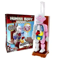 在飛比找Yahoo奇摩購物中心優惠-《Human Body Model》益智趣味桌遊人體模型組裝