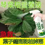 琴葉榕營養液 室內 盆栽 有機肥 水溶肥料 琴葉榕銹斑 幹枯 黃葉 一噴綠 營養液 促根壯根 促生長 防黃葉有機肥 肥料