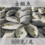 🧊健王🧊台灣純海水養殖金鯧魚 (600克/尾) 金鯧魚 三去真空急速冷凍 鮮魚 全館🈵️1500元免運