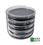 5x Sterile BLACK Agar Petri Dishes MYA - Plates Mushroom Grow Medium Mycology