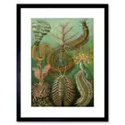 Nature Millipede Haeckel Germany Framed Art Print Picture Mount 12x16 Inch