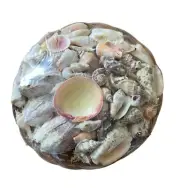 Sea Shells in Round Basket Assorted ~ Unopened