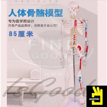 骨模型 3b scientific gmbh 等身大