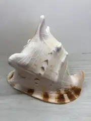 Cassis Cornuta 23.1cm, helmet, Cassidae, home deco, collectible shells,sea shell