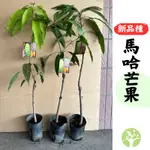 ［農夫世家］特殊新品種 馬哈芒果 超大果 帶蜜香香氣 嫁接苗 可盆栽 全台可種植 玉井芒果 馬哈 樹苗 果樹 苗