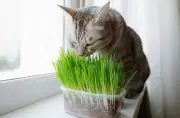 100 Organic CAT GRASS WHEAT Grass Pet Grass Wheatgrass Triticum Aestivum Seeds