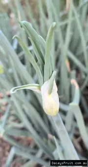 Buy Walking Onion Plants - Allium x proliferum