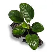 Anubias Jenny On Mini Driftwood For Fish Shrimp Snail Tank Aquarium