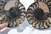 Large Black Ammonite PAIR Deep Crystals 110myo Dino age FOSSIL 160mm 6.4" 9576bb