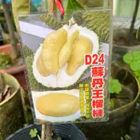 在飛比找蝦皮商城精選優惠-D24蘇丹王榴槤 盆栽 嫁接苗 冠軍品種 金枕頭榴槤 貓山王