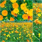 Cosmos - Carpet Formula Mix seeds