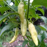 Chilli - Fatalii White seeds