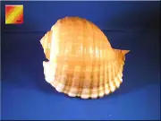 Large Tonna Cepa / Oleria Tun Shell Hermit Crab Beach Nautical Decor 7-8"