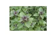 BASIL 'Holy Red' / Tulsi / Sacred seeds