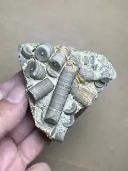 120g Devonian period Crinoid Geologic rock specimen