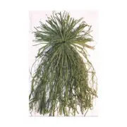 NEW DOA Decoys 400160 Ghillie Grass Green (All natural raffia grass bundle)