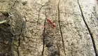 Red Ant walking. 8 x 10 Photo Ships Free in US.