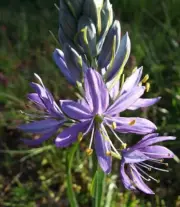 8 graines JACINTHE DES INDIENS Camassia Quamash G511 SEEDS SAMEN SEMI SEMILLAS