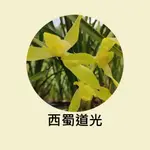 [碧路蘭旅]春劍 西蜀道光 國蘭 蘭花 盆栽 植株栽培