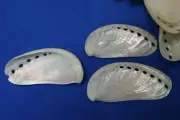 Seaside Wedding Seashell Keepsakes Writeable Pearl White Mules Ears Shells SS-23