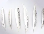 12 Silver Pheasant Feathers 12-16" inch Length