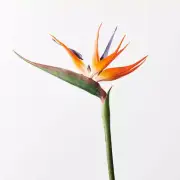 Artificial Silk Tropical Bird of Paradise Flower Stem