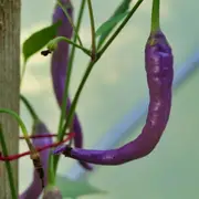Chilli - Cayenne Purple seeds