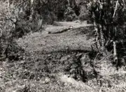 Primulas Sele La Bhutan 1933 OLD PHOTO