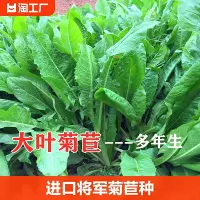 在飛比找Yahoo!奇摩拍賣優惠-現貨 快速發貨 特價菊苣草種籽大葉兔子草種豬種籽牛魚四季牧草