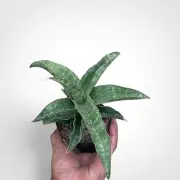 Sansevieria Hybrid Adelia Rare Uniqe Snake Plant