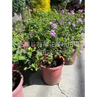 在飛比找蝦皮購物優惠-☆萬花叢★灌木植物【紫花馬櫻丹棒棒糖】★5/6吋盆★高約20